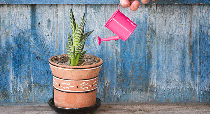 Cactus plant being watered | Therapy for depression | Counseling for depression | Baltimore Therapist 21210" width="300" height="200"