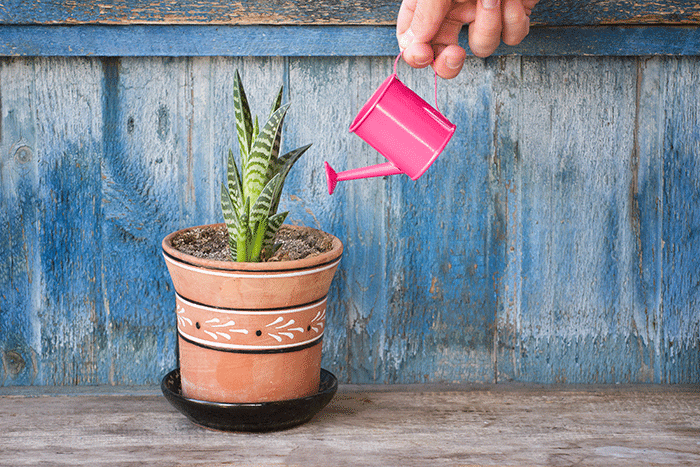 Cactus plant being watered | Therapy for depression | Counseling for depression | Baltimore Therapist 21210" width="300" height="200"